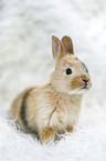 junges Kaninchen