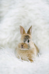 junges Kaninchen