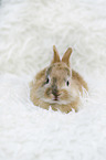 junges Kaninchen