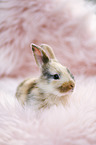 junges Kaninchen
