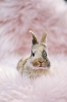 junges Kaninchen