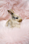junges Kaninchen