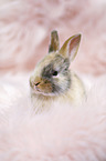 junges Kaninchen