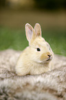 junges Kaninchen
