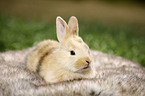 junges Kaninchen