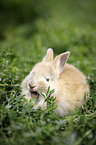 ghnendes Kaninchen