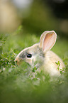 junges Kaninchen auf der Wiese