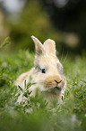 junges Kaninchen auf der Wiese