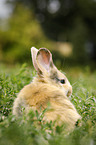 junges Kaninchen auf der Wiese