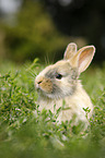 junges Kaninchen auf der Wiese