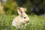 junges Kaninchen auf der Wiese