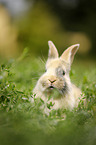 junges Kaninchen auf der Wiese