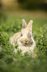 junges Kaninchen auf der Wiese