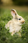 junges Kaninchen auf der Wiese