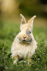 junges Kaninchen auf der Wiese