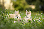 Kaninchen liegen im Gras