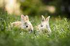 Kaninchen liegen im Gras
