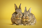 junge Kaninchen