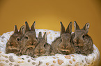 5 junge Kaninchen