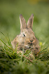 junges Kaninchen