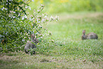 sitzende Kaninchen