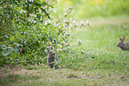 sitzende Kaninchen