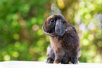 Widderkaninchen