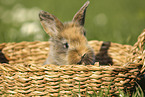 Kaninchenbaby