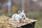 junges Kaninchen