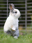 junges Kaninchen