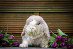 Kaninchen