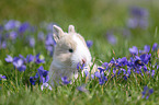 Kaninchen Baby