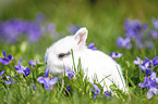 Kaninchen Baby