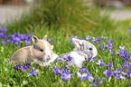 Kaninchen Babies
