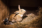 Kaninchen