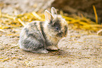 junges Kaninchen