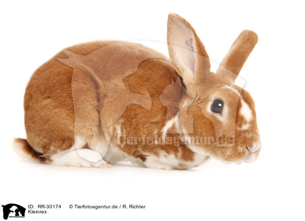 Kleinrex / Rex Bunny / RR-30174