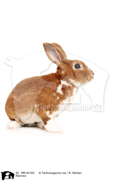 Kleinrex / Rex Bunny / RR-30180