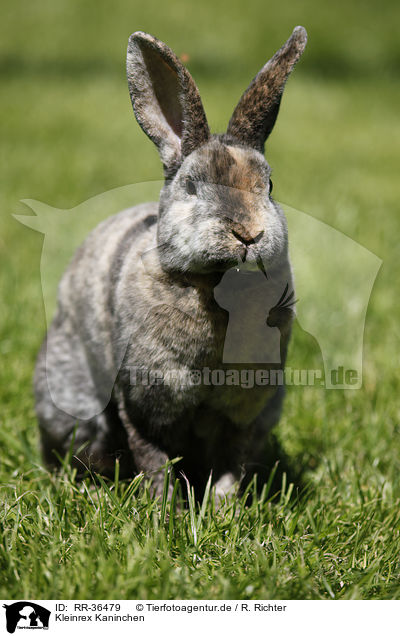 Kleinrex Kaninchen / bunny / RR-36479