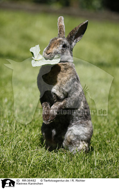Kleinrex Kaninchen / bunny / RR-36482