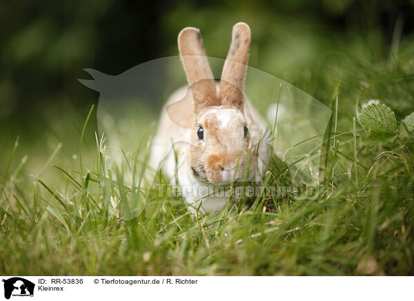 Kleinrex / rabbit / RR-53836