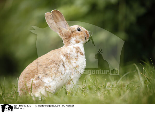 Kleinrex / rabbit / RR-53839