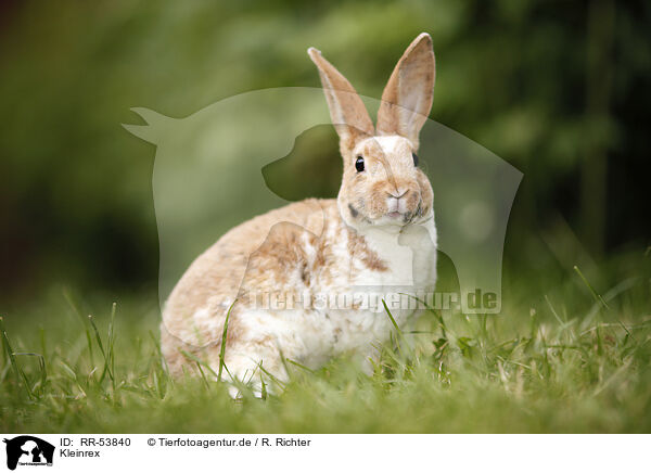 Kleinrex / rabbit / RR-53840