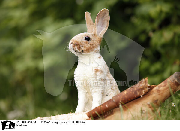 Kleinrex / rabbit / RR-53844