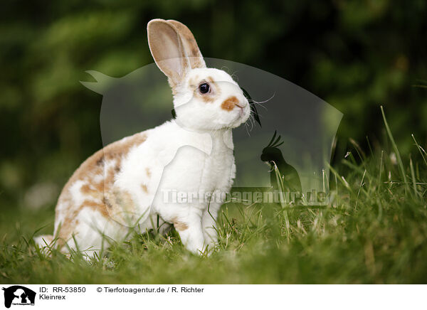 Kleinrex / rabbit / RR-53850