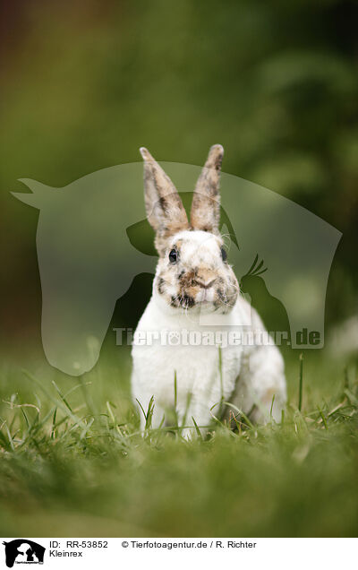 Kleinrex / rabbit / RR-53852