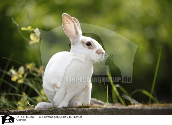 Kleinrex / rabbit / RR-53869