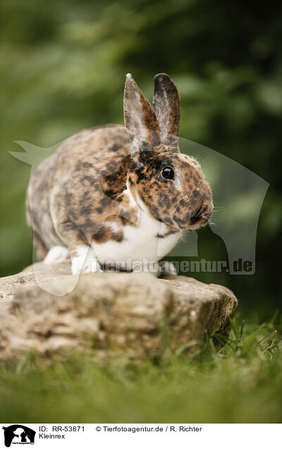 Kleinrex / rabbit / RR-53871