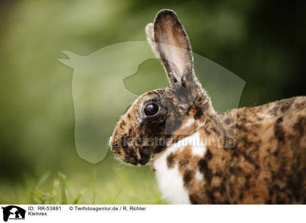 Kleinrex / rabbit / RR-53881