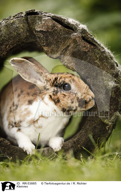 Kleinrex / rabbit / RR-53885